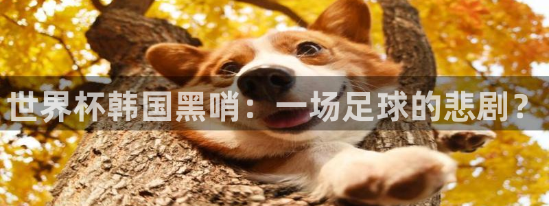 2026世界杯直播：世界杯韩国黑哨：一场足球的悲剧？
